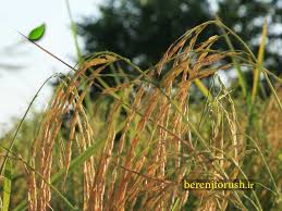 برنج هاشمی درجه ۱